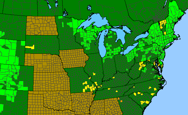 The range of Torreyochloa pallida